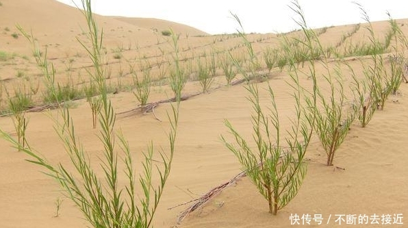 中国又一超级工程，万亩沙漠变绿洲？我国又将开辟治沙新奇迹
