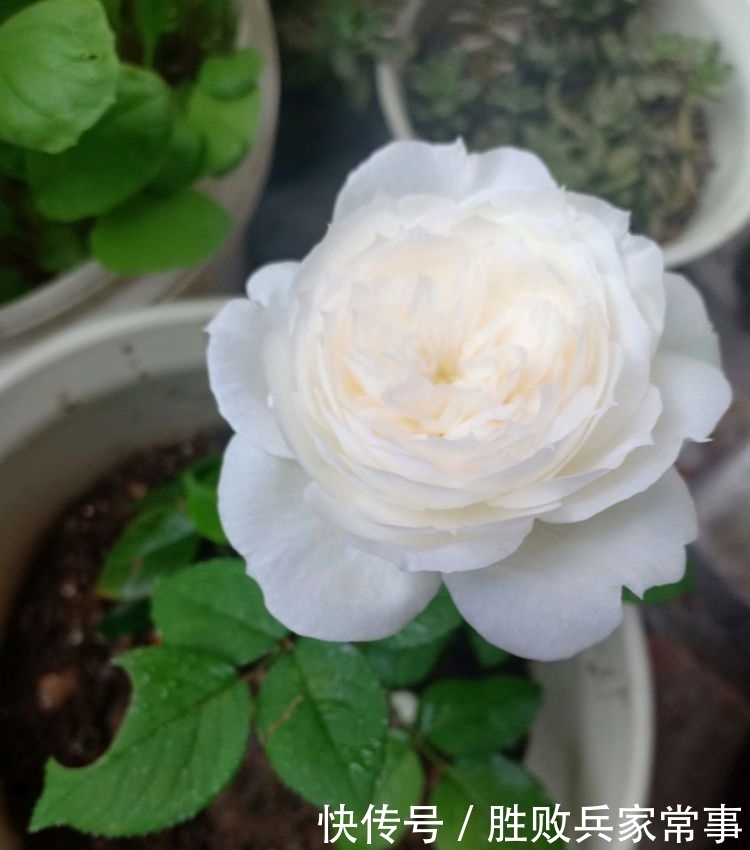  艳丽@家里喜欢养花，不如养这几款花，一言不合就爆盆，花色艳丽多姿