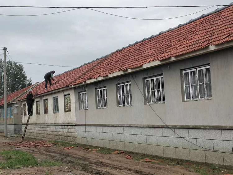  葡萄|葡萄大棚被冰雹打成筛子......一场冰雹 莱西多个乡镇农作物受损