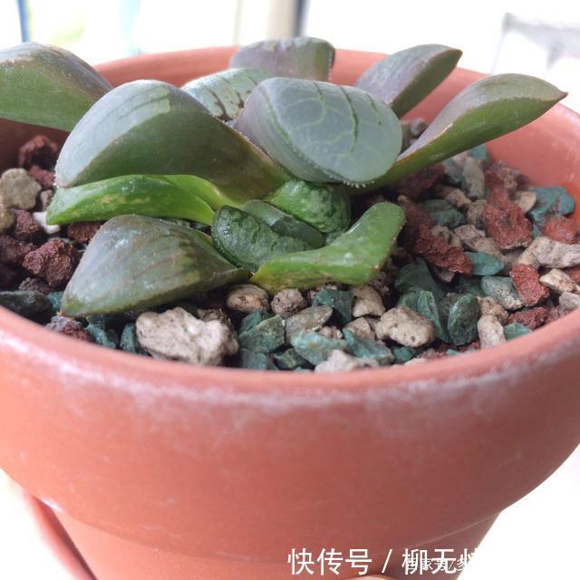  『植物』春天买的多肉植物们，花了几百块，不知道亏了吗