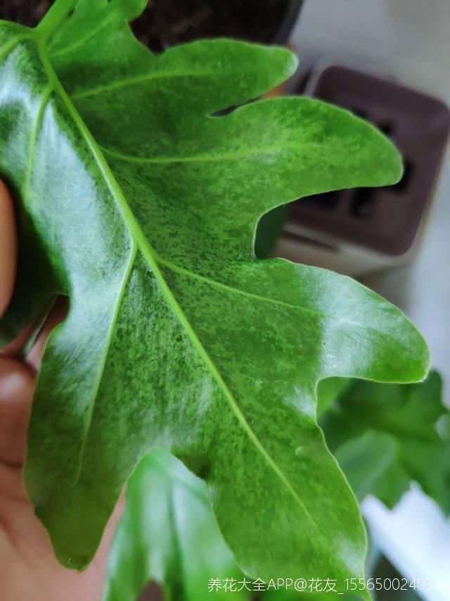  #值钱#再穷也要养盆橡皮树，养得时间久了，就越值钱