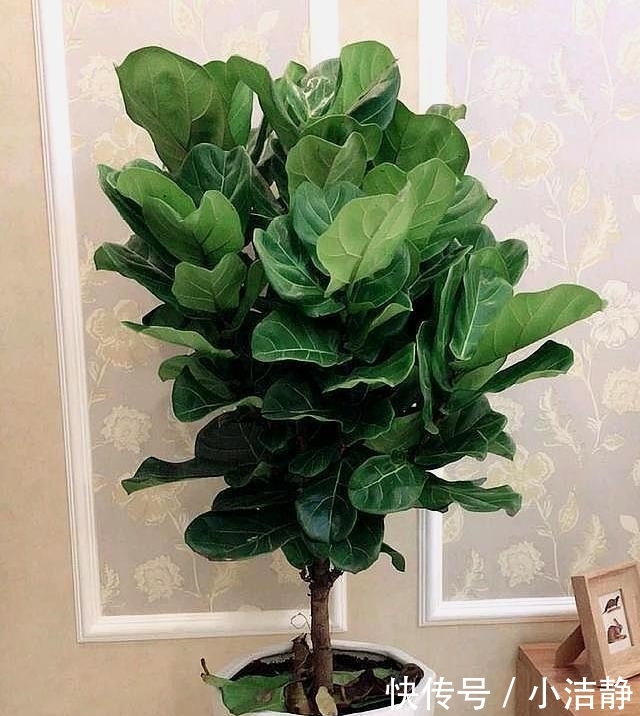 「观叶」路边4种树,遇见别错过,掰个叉就生根,观叶赏花还好吃
