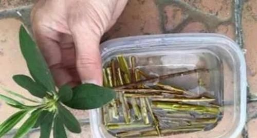  「扦插」扦插生根最快方法，6种生根剂自己做，简单有效不花1分钱