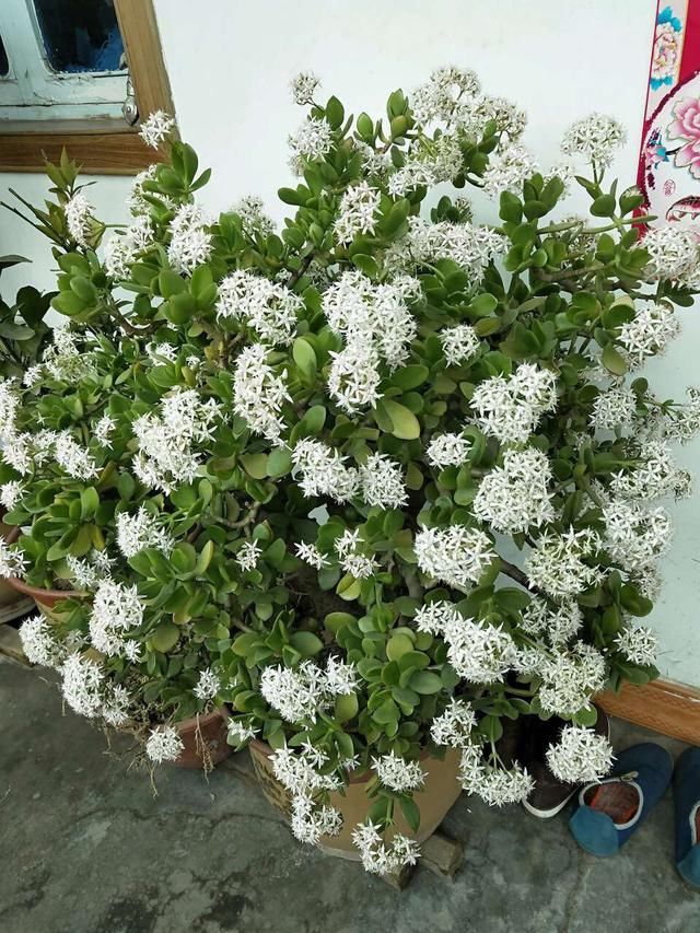  人都喜欢■养花高手，能把普通的植物“养开花”，比如虎皮兰、富贵竹、玉树