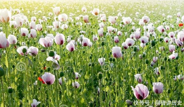 全世界6个国家被允许合法种植罂粟，中国是一个，武警24小时把守