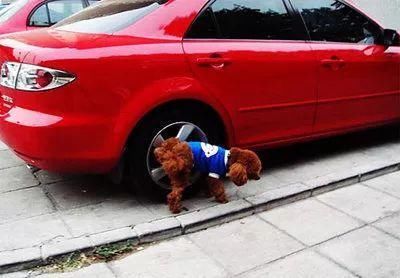 车叔辟谣!20条汽车谣言，你中过几条?