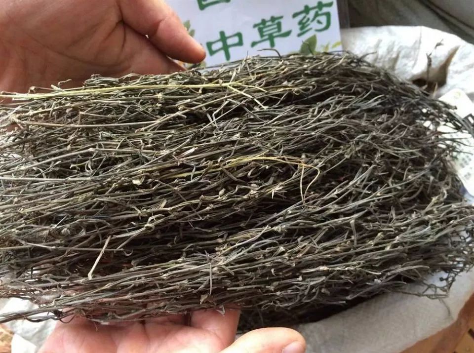 田埂上的白花野草，人称“蛇总管”，蛇见到就跑，泡茶喝可养肝