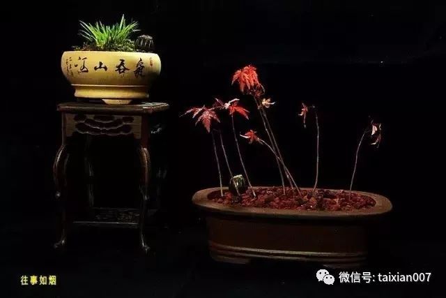 微盆景:把玩古朴的雅趣