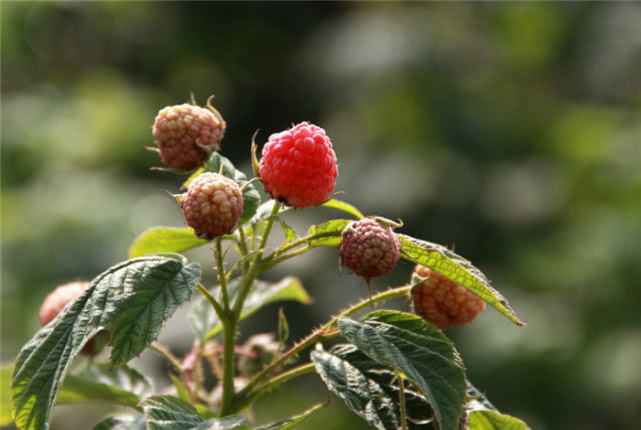 农村这野果，从前随处可见，枝条有刺惹人烦，如今有钱也难买到！