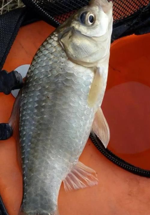  转换：从钓底换到钓浮一定要剪铅皮？教你3招，1分钟内就能随意转换