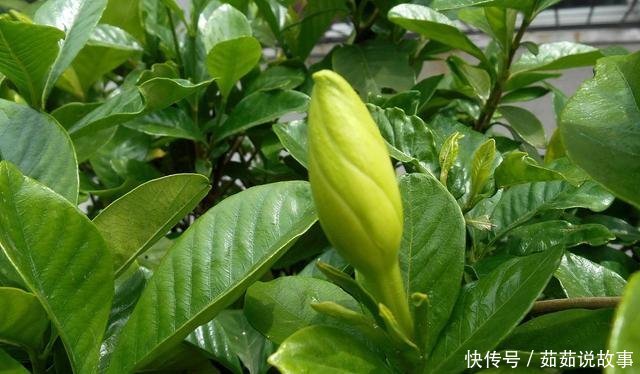  [黄叶]栀子花黄叶是怎么回事！