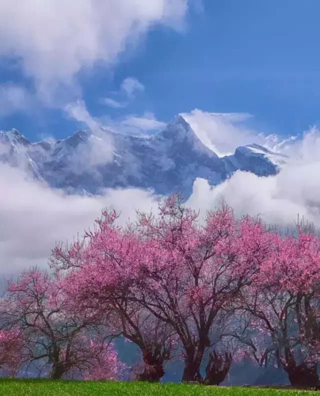 再过一个月，国内这处桃花盛景就要藏不住啦！囊括高原最美雪山！
