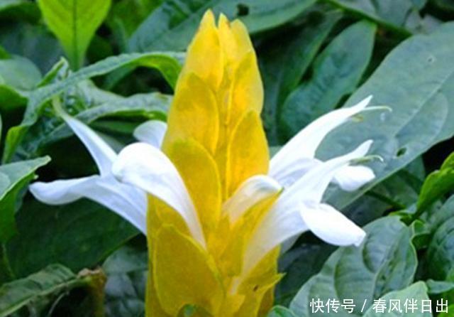 『护理』长相奇特的虾衣花,做好这些护理,常年开花容易爆盆