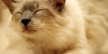  停止■巴西短毛猫以及当猫停止进食时意味着什么？