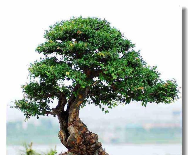  植物@这树真“丑”，但叶子“嚼一嚼”能缓解牙痛，制成盆景观赏性强！
