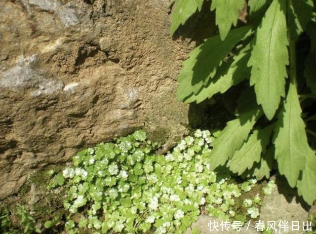  观赏价值■1种“天胡荽”低矮，长在小溪边很奇特，很像“铜钱草”，价值高