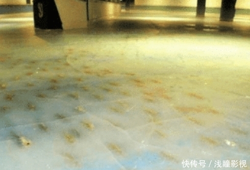 日本“最残忍”的溜冰场,将活鱼冻到冰上,滑出鲜血将顾客吓跑