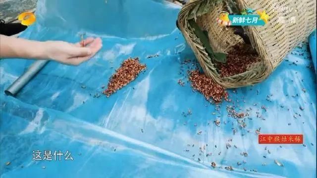 baby终于演技在线了?学热巴卖吃货人设，假吃骗观众?