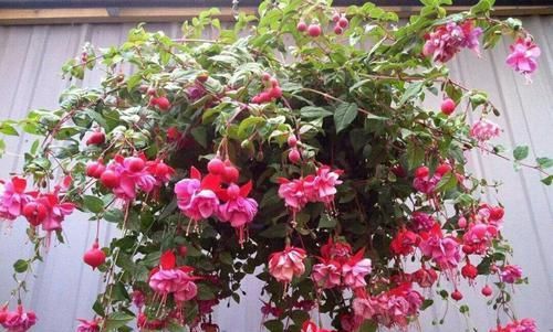 #夏季#漂亮的“灯笼花”,好看又好养,让你家阳台挂满“小灯笼”
