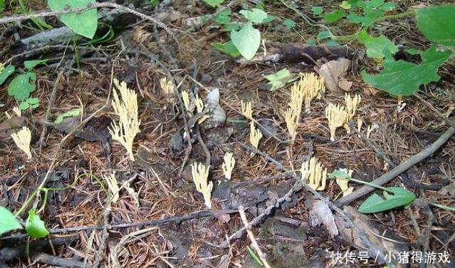 农村草丛里一山珍，形似鹿茸，十分珍贵，若遇到赶紧带回家