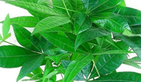  黄叶■想让你的盆栽绿萝告别黄叶,就要学会这几点,保证根壮叶绿!