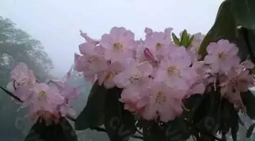  『州市』全国56市市花，你认识多少?