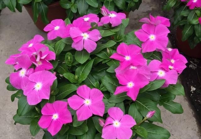  便宜■阳台春天养“2种花”，一棵开花上百朵，便宜又好养，几乎不花钱