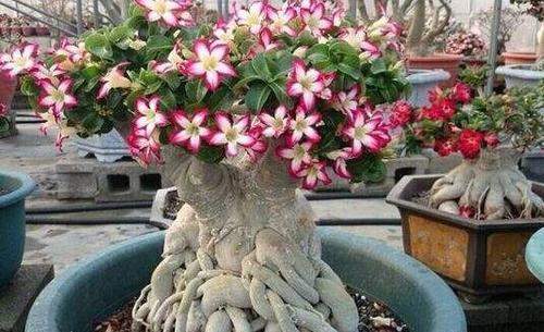 盆栽:此花适合夏天养,不怕晒不怕热,开花勤快,是家庭盆栽佳品!
