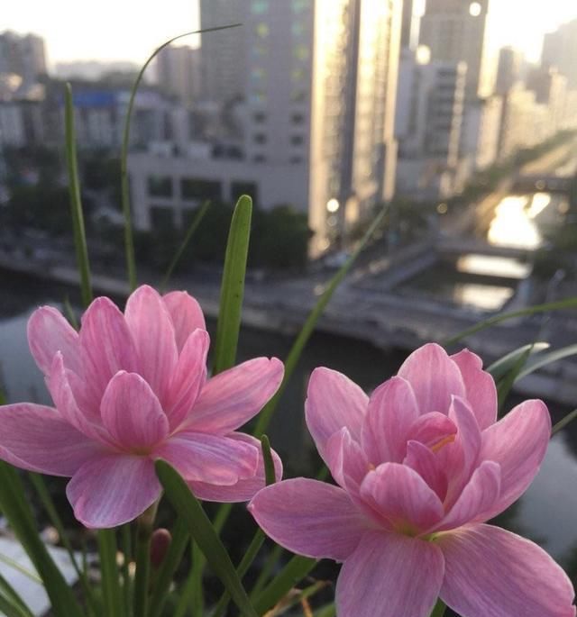 【耐热】3种花很好养,耐热耐晒又耐旱,夏天也能开爆盆,家里养出小花园