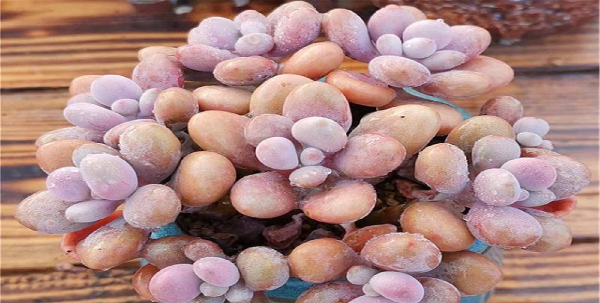  【发臭】这4种多肉尽量不要养，发臭还招虫，身上有刺非常容易刺伤！