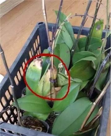  【白白】蝴蝶兰开完花就扔？真是大土豪，白白捡了一箩筐，修剪一下又开花