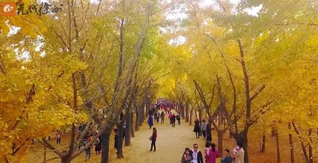 时光隧道：最美乡村路 满眼黄叶碎成金