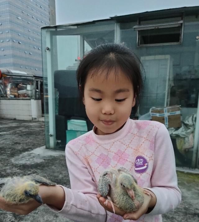  「鸽子」又到了信鸽繁殖高峰期了，我家小宝乐坏了