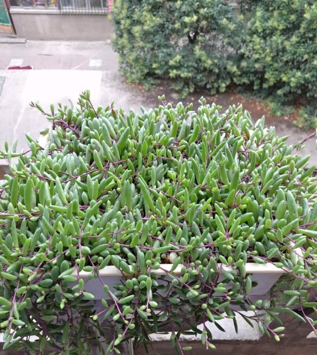 「植物」最好养的多肉植物,夏天也能养,花叶俱美多季开花!