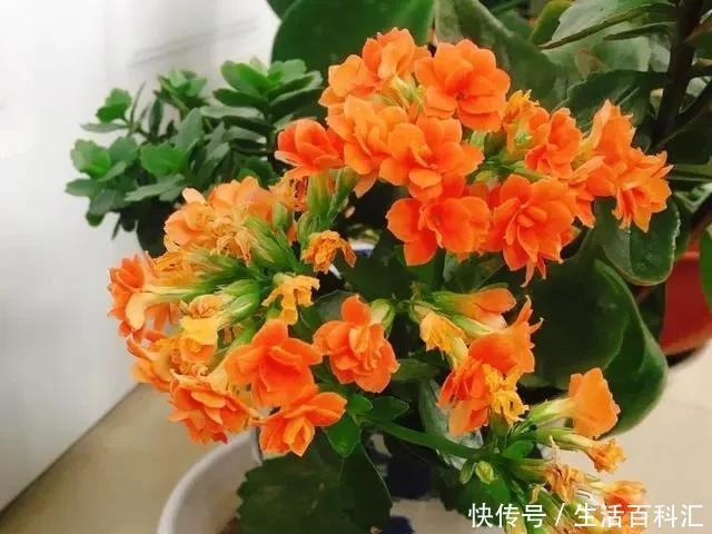 常见|花市常见的7种花,买回家总是养不活