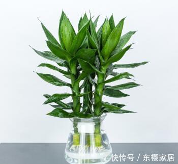  「室内」养护“观音竹”，做好几点，株型俊俏多姿，叶子纤柔可爱