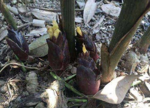  『值钱』一种野草“值钱”，被称为“阳荷”，还带着香味，遇到别踩，奇特