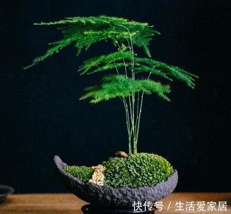 家里|家里万万要养这4种植物,家人身体会越住越健康,聪明人一眼就懂