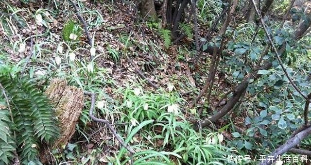 山里一种野草，“根”要1000元一斤，家乡见到，切勿除掉