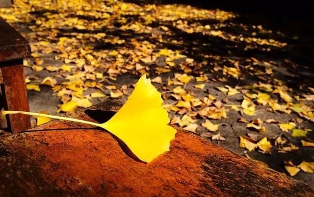 平均温度≥20°,这个冬天云南这些地方不能错过