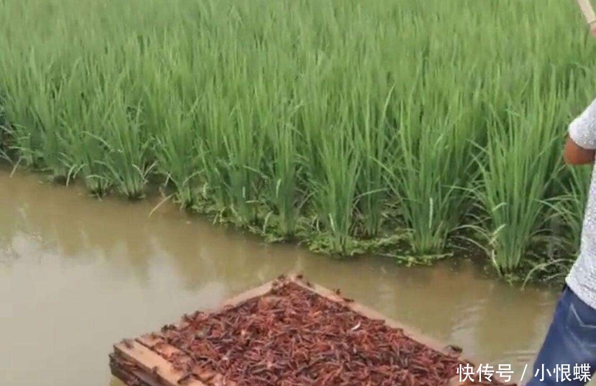  [点名]农村禁养出台，这3类已被点名列入禁养名单，农民别抱侥幸