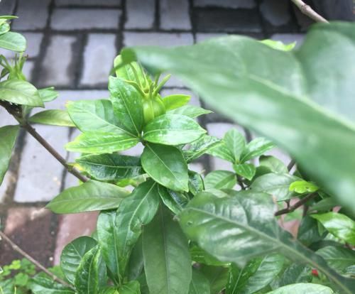  「进生根」买回来的切花栀子花怎么扦插？5步操作，半个月冒白根一个月成苗