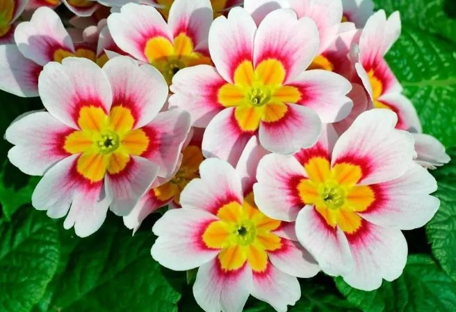  『栀子花』此7种花比百合都要香好多，还易爆盆，养在阳台瞬间变”花海“
