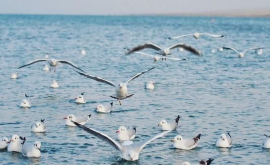 打开“生态之窗”看见大美青海青海筑牢国家生态安全屏障