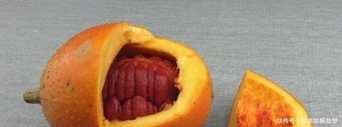 「营养」这植物叫“木鳖子”,种子有毒但果肉营养丰富,可惜越来越少见了!