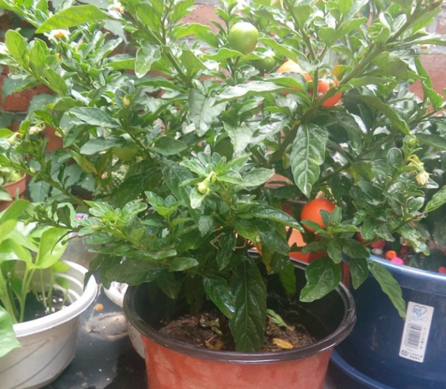  果实@农村一种“四季果”，果实光滑鲜艳，农民当害草，却是高价