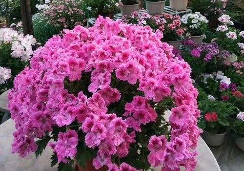  『开花』“此花”养阳台，妥妥的“开花机器”，好养又漂亮，人见人爱