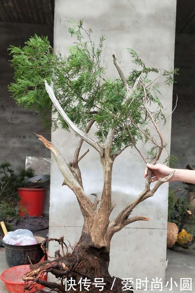 2019盆景大师最新佳作欣赏,树干伏俯而旁逸,姿态灵动,意象生动