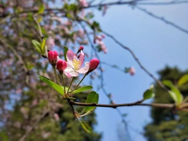  『樱花』美惨了！这是洪雅的春天