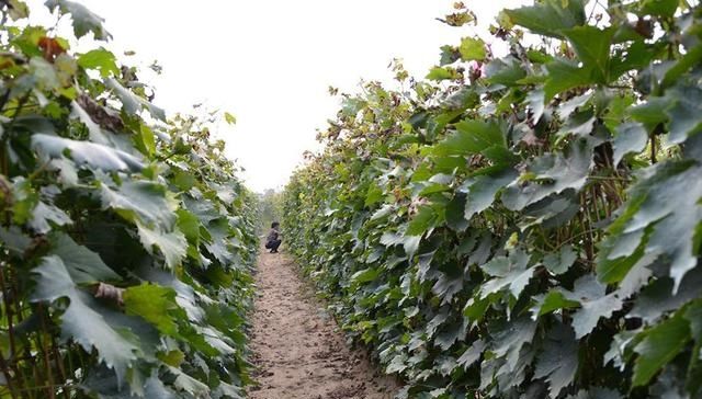  亩产值|刚引进我国就爆红，号称亩产值15万元，农民：钱都让卖苗